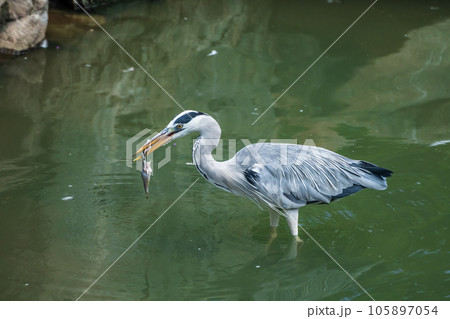 餌をくわえるアオサギ　天王寺動物園　鳥の楽園 105897054