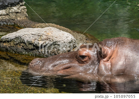 水の中のカバ 天王寺動物園 水の中のカバ 天王寺動物園 105897055