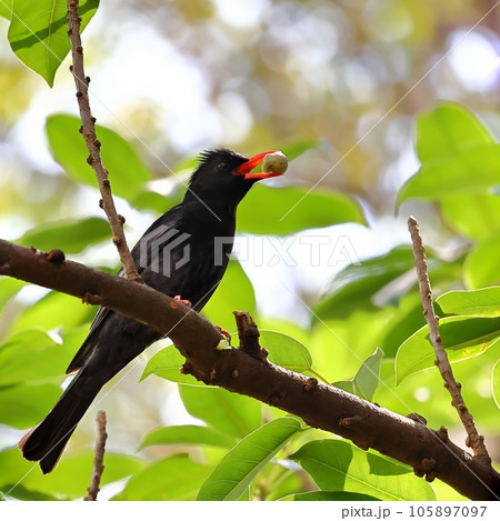 鳥綱 野生動物 野獣 105897097