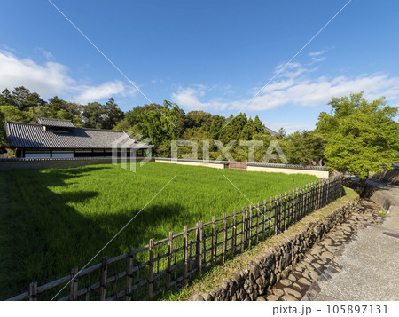 新緑の苗が育つ東大寺二月堂供田 105897131