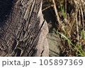 樹皮 105897369