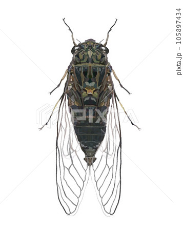 セミ（ツクツクホウシ） 105897434