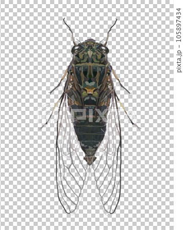 セミ（ツクツクホウシ） 105897434