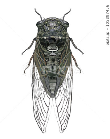 セミ(クマゼミ) セミ(クマゼミ) 105897436