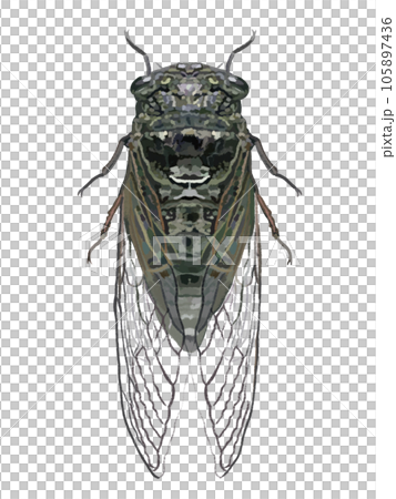 セミ(クマゼミ) セミ(クマゼミ) 105897436