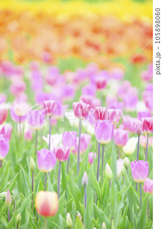 満開のチューリップ 満開のチューリップ 105898060