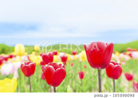満開のチューリップと青空 満開のチューリップと青空 105898098