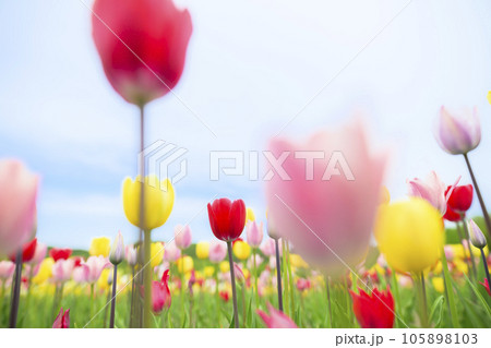 満開のチューリップと青空 満開のチューリップと青空 105898103
