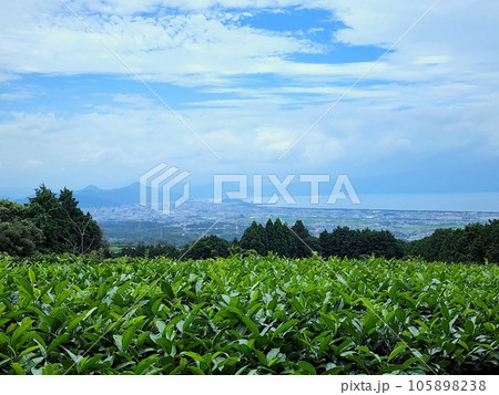 海景色が見える茶畑 海景色が見える茶畑 105898238