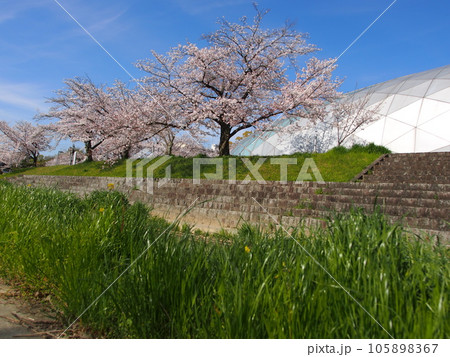 水無瀬川の桜の風景 105898367