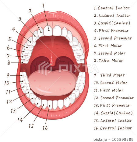 口腔・永久歯・歯・permanent teeth Chart・illustration 口腔・永久歯・歯・permanent teeth Chart・illustration 105898589