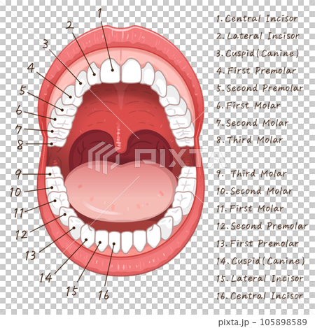 口腔・永久歯・歯・permanent teeth Chart・illustration 口腔・永久歯・歯・permanent teeth Chart・illustration 105898589