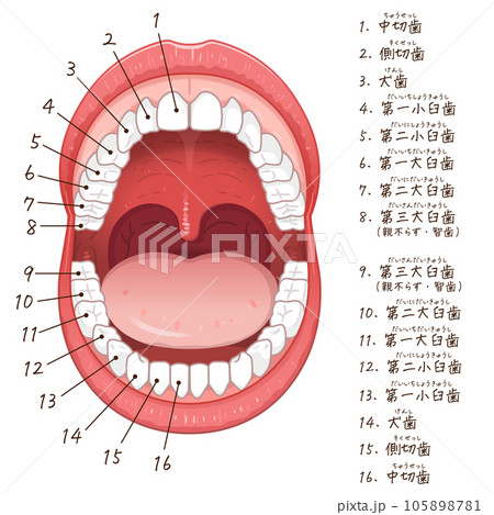 口腔・永久歯・歯・permanent teeth Chart・illustration 口腔・永久歯・歯・permanent teeth Chart・illustration 105898781