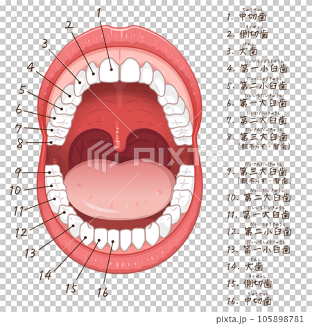 口腔・永久歯・歯・permanent teeth Chart・illustration 口腔・永久歯・歯・permanent teeth Chart・illustration 105898781