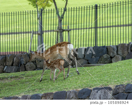 奈良公園の可愛い鹿の親子 奈良公園の可愛い鹿の親子 105898924