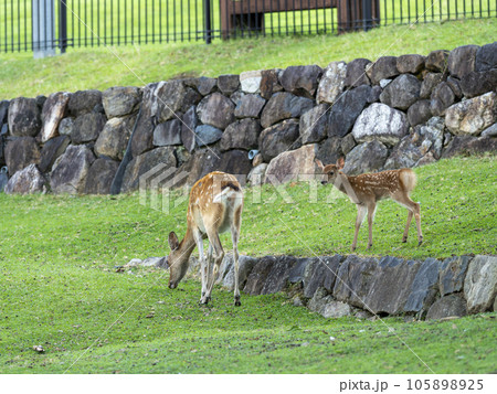 奈良公園の可愛い鹿の親子 奈良公園の可愛い鹿の親子 105898925
