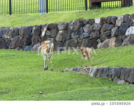 奈良公園の可愛い鹿の親子 奈良公園の可愛い鹿の親子 105898926