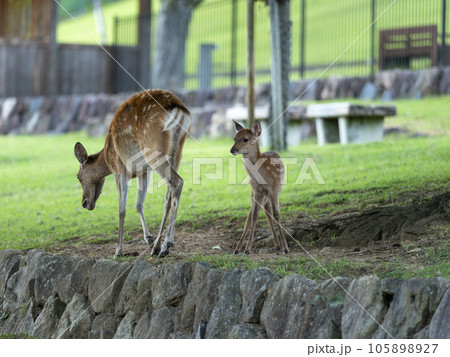 奈良公園の可愛い鹿の親子 奈良公園の可愛い鹿の親子 105898927