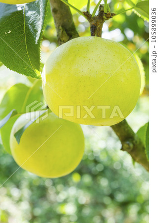 果樹園に実った梨の果実 鳥取県 青梨 105899036