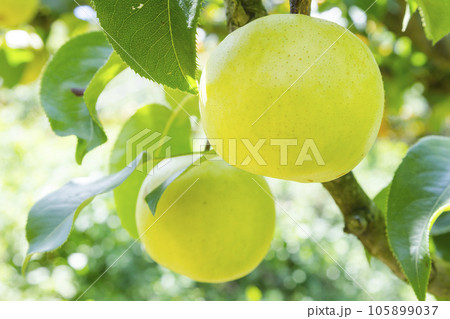 果樹園に実った梨の果実 鳥取県 青梨 105899037
