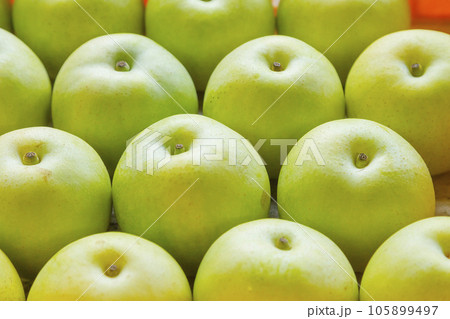 綺麗に並べられた梨 鳥取県 青梨 105899497