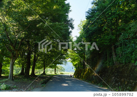 緑に囲まれた道、真夏の林道 105899702