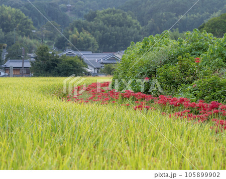 朝露の付いた稲穂と彼岸花 105899902