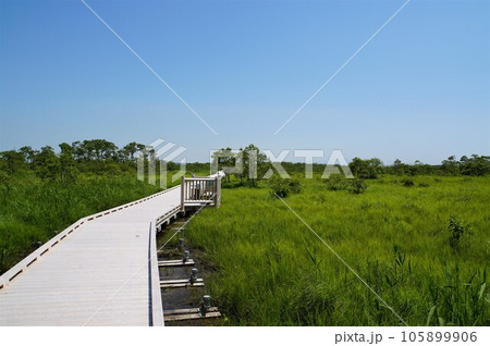 快晴の釧路湿原　温根内木道　 105899906