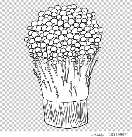 エノキダケの線画イラスト 105899974