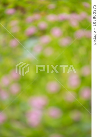 Blurred morning glory flower background 105900575