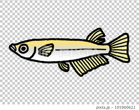 青鱂/雄性 105900622