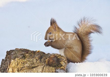 餌のクルミを食べているエゾリス 105900639