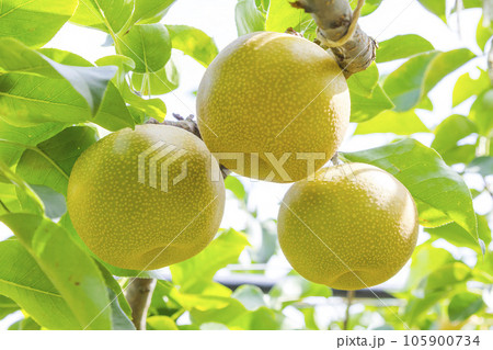 果樹園に実った梨の果実 鳥取県 赤梨 105900734