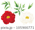 水彩イメージの牡丹の花 105900771