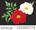 水彩イメージの牡丹の花 105900774