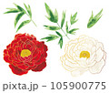 輪郭の線がある牡丹の花 105900775