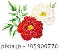 輪郭の線がある牡丹の花 105900776