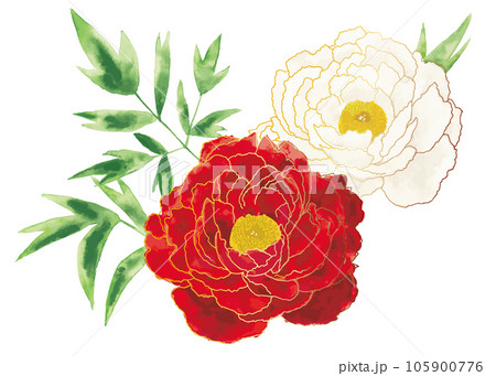 輪郭の線がある牡丹の花 105900776