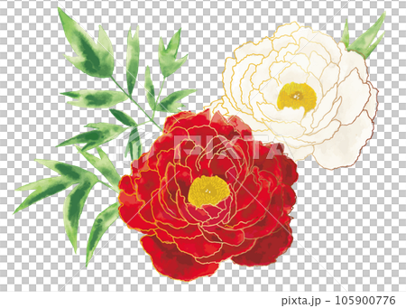 輪郭の線がある牡丹の花 105900776