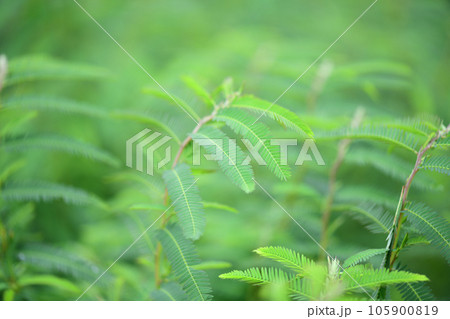 カワラケツメイの羽状複葉 カワラケツメイの羽状複葉 105900819