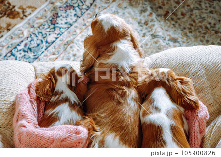 Big dog Cavalier King Charles Spaniel and two little ones rest on blanket. Canines with red and white fur lie on sofa. Big dog Cavalier King Charles Spaniel and two little ones rest on blanket. Canines with red and white fur lie on sofa. 105900826
