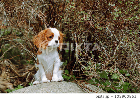 Delightful Cavalier King Charles Spaniel puppy with red-white fur sit on stone on warm day. Lovely kid enjoy summer. 105900863