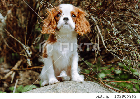 Charming reddish white Cavalier King Charles Spaniel sit on grey rock on bright day. Fluffy child explore area around. 105900865