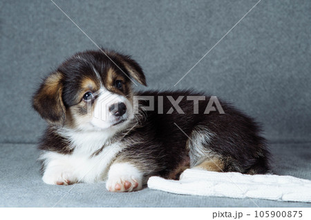 Portrait of little brown black white puppy of dog welsh pembroke corgi relaxing near white cloth on grey background. Portrait of little brown black white puppy of dog welsh pembroke corgi relaxing near white cloth on grey background. 105900875