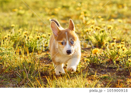 Reddish white Corgi puppy sneak up on something on grass with yellow flowers. Pet run, explore place on sunny weather. Reddish white Corgi puppy sneak up on something on grass with yellow flowers. Pet run, explore place on sunny weather. 105900918