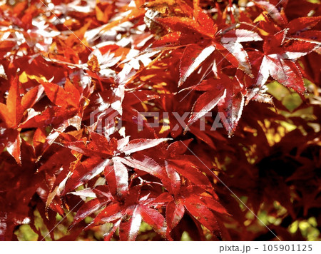 真っ赤に紅葉したカエデがきらめく風景 奈良カエデの郷ひらら 奈良県宇陀市 真っ赤に紅葉したカエデがきらめく風景 奈良カエデの郷ひらら 奈良県宇陀市 105901125