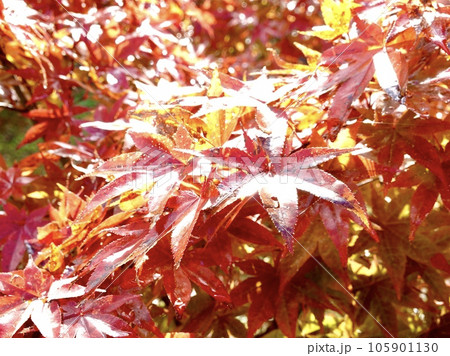 オレンジ色に紅葉したカエデがきらめく風景 奈良カエデの郷ひらら 奈良県宇陀市 オレンジ色に紅葉したカエデがきらめく風景 奈良カエデの郷ひらら 奈良県宇陀市 105901130