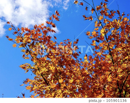 青空を背景に紅葉したカエデが美しい風景 奈良カエデの郷ひらら 奈良県宇陀市 青空を背景に紅葉したカエデが美しい風景 奈良カエデの郷ひらら 奈良県宇陀市 105901136