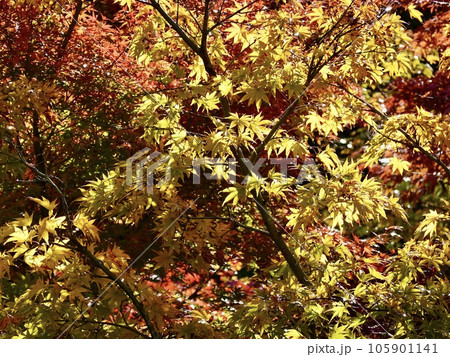 紅葉したカエデがきらめく美しい風景 奈良カエデの郷ひらら 奈良県宇陀市 紅葉したカエデがきらめく美しい風景 奈良カエデの郷ひらら 奈良県宇陀市 105901141