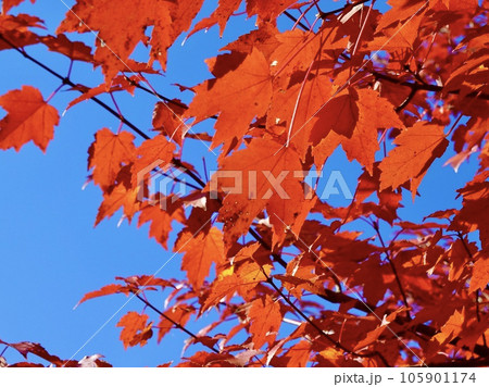 青空を背景に真っ赤に紅葉したカエデが美しい風景 奈良カエデの郷ひらら 奈良県宇陀市 青空を背景に真っ赤に紅葉したカエデが美しい風景 奈良カエデの郷ひらら 奈良県宇陀市 105901174